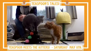 Teaspoon Meets the Kittens!  Saturday, May 11th  Teaspoon's Tales!