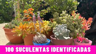 100 IDENTIFIED SUCCULENTS | Scientific Names