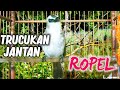 Burung Trucukan Jantan Ropel Santai Memancing Trucuk Bahan Agar Nyaut Gacor Dan Cepat Bunyi Mp3 - Mp4 Download