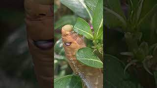 Cat-R-Pillar Aka- Mothra Aka Mosura L Mindfusion Ft. Kausmusic