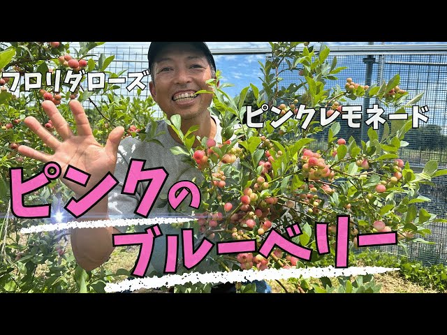 ピンクのブルーベリー】フロリダローズとピンクレモネードのご