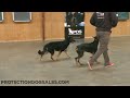 They Love To Show Off! "Usher" &amp; "Emery" Tandem Obedience GSD &amp; Doberman Great Focus Sharp Skills!