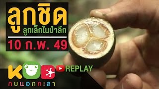 กบนอกกะลา REPLAY : ลูกชิด ลูกเล็กในป่าลึก ช่วงที่ 4/4 (10 ก.พ. 49)