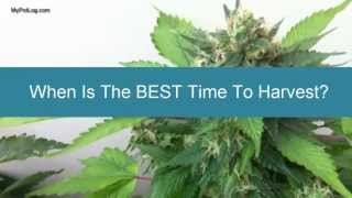 When is Best Time To Harvest Marijuana - Cannabis Home Grow