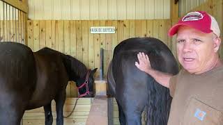 DRAFT HORSES // 2 1/2 year old Percheron Draft Horse Update and getting farm trimmed up for winter