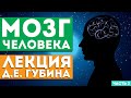 Лекция Д.Е. Губина «Мозг человека. Часть 2. Поддержка нервной системы ребенка»