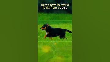 Thumbnail of Dogs Are NOT Completely Colorblind!🐕🐕👀#animals #animalfacts #shorts