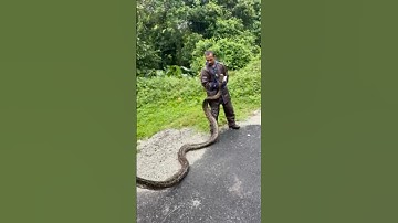 Big size rock python in siliguri 🫣 #trending#YouTubeVideo #Sort #share