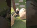 Panda in Qatar 2022