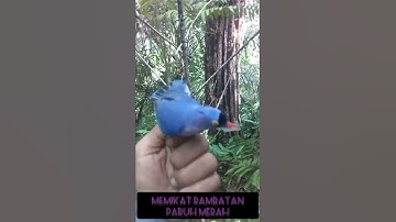 memikat burung rambatan paruh merah#shorts