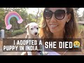 I adopted a puppy in India during lockdown...she died 5 days later 😢