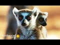 A Lemur Queen Gives a Masterclass in Troop Leadership 👑 Gangs of Lemur Island | Smithsonian Channel