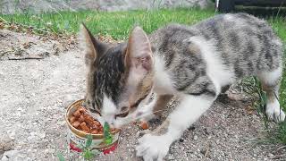 Yemek Yerken Allah Razı Olsun Diyen Kedi