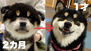 【成長記録】柴犬あんずが子犬から素敵な柴犬になるまで。 by サスケん家 771 views 1 month ago 13 minutes, 34 seconds