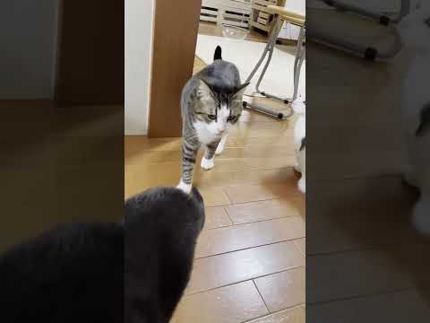 「オデコ～」と呼ばれてすぐに駆けつけられなかった猫には理由がありました #Shorts