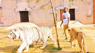 New Animals Vlog By Asif Shero wala, Bengal tiger Roar, White Siberian tiger,African lioness,