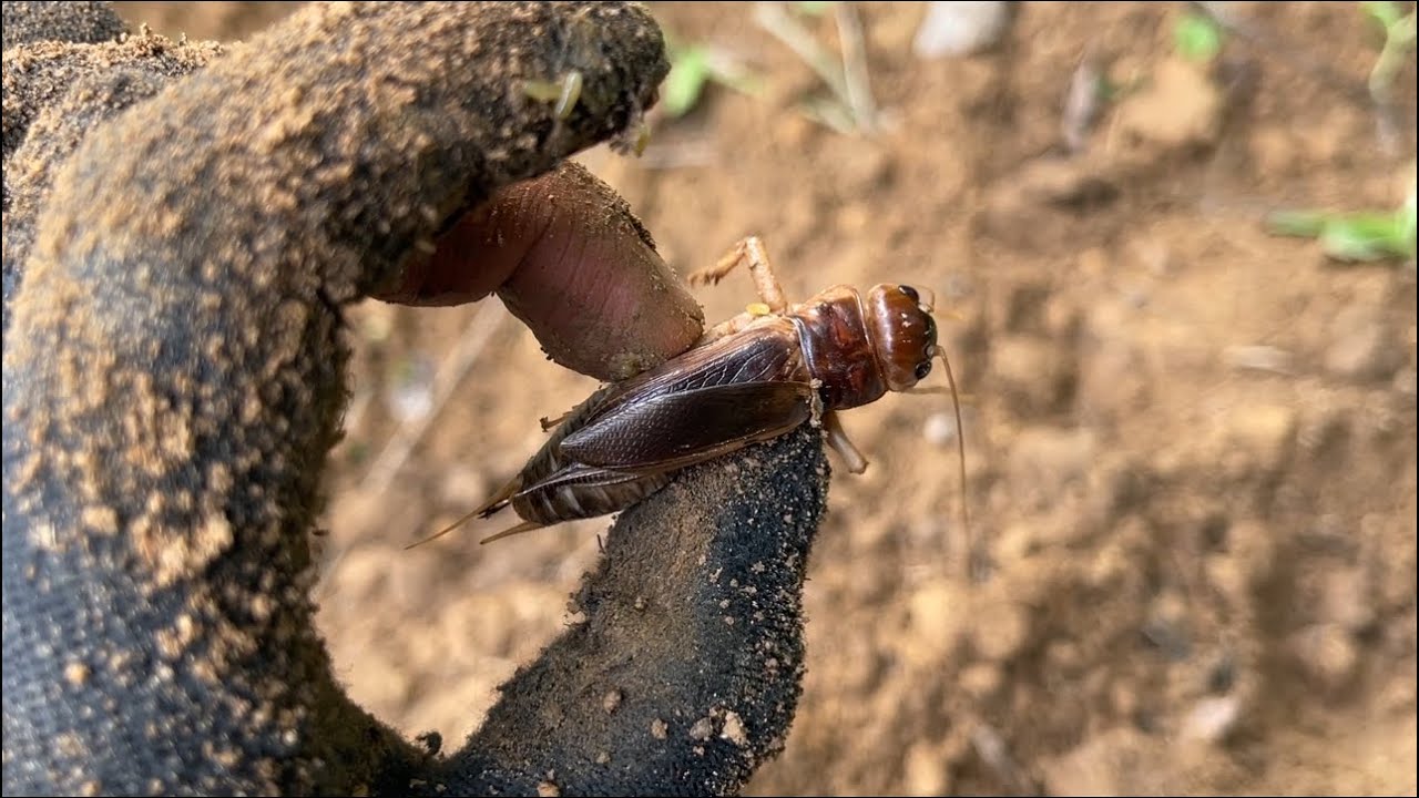 MỘT MÙA VỤ NỮA LẠI XONG   . TRỞ VỀ TUỔI THƠ ĐÀO DỄ MÈN 