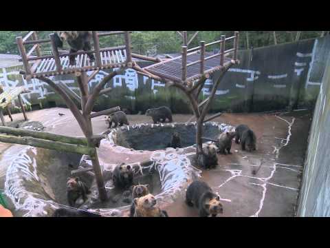 のぼりべつクマ牧場
