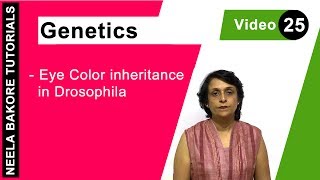 Genetics - Principles of Inheritance & Variations | NEET | Eye colour inheritance in Drosophila