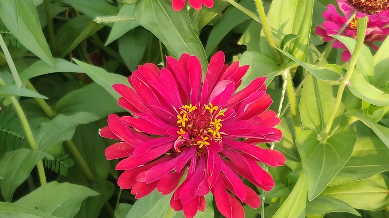 Amazing of flowers YouTube