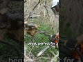 Power Unleashed: Top 5 Gas Chainsaws