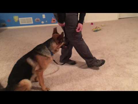 The Heel Command & Impulse Control for Dogs