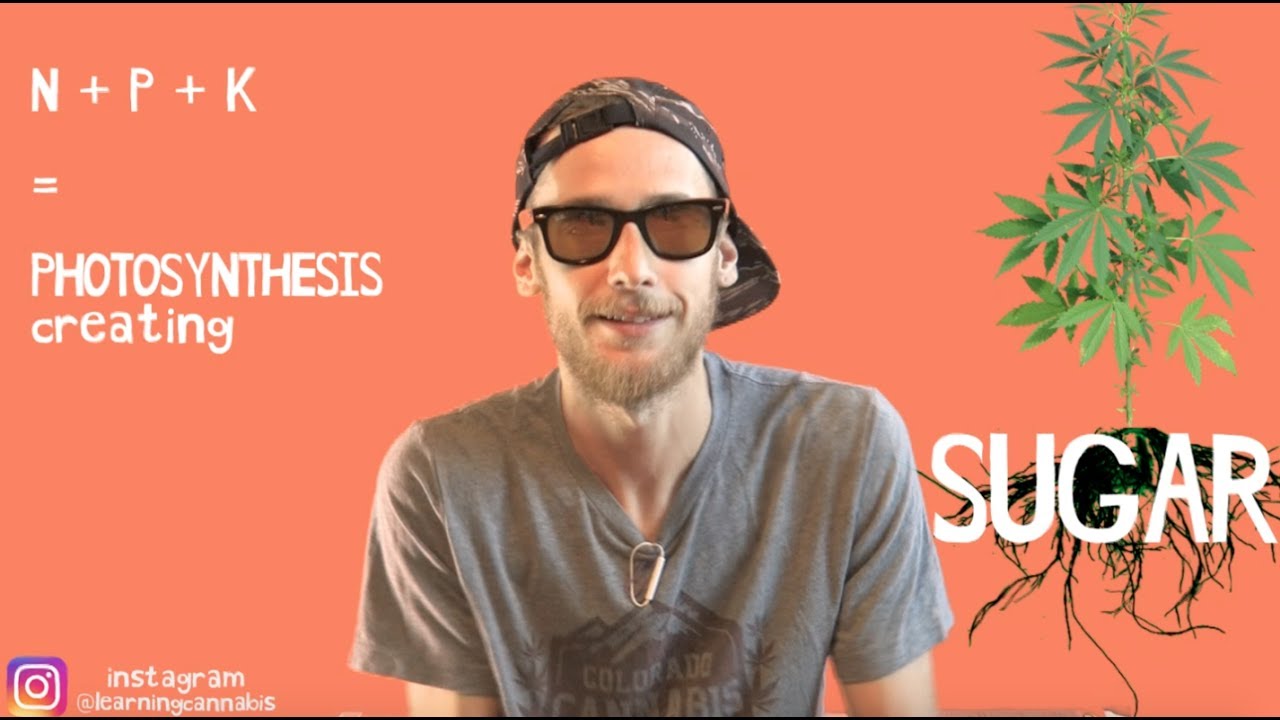 Experiments for HIGHER YIELDS - Episode 12 (Growing Weed to Bud from Seed)