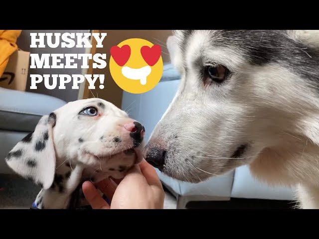 Husky Meets A New Friend!! [CUTEST PUPPY EVER!!]