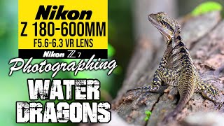 Nikon Z 180-600mm | Photographing Water Dragons