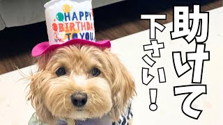 【愛犬マルプーの誕生日会】着飾ってテンション0！プレゼントで挽回できるか？