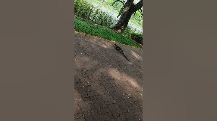 Monitor Lizard seen in Punggol Park Singapore 🇸🇬 #youtube #shorts #trending #garden
