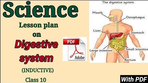 Science lesson plan  | B.Ed. lesson plan | lesson plan on Digestive system | D.El.Ed | macro lesson|