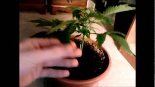 Week 3