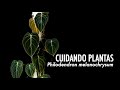 CUIDANDO PLANTAS: Philodendron Melanochrysum (a.k.a. melano CRISIS)