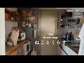 【猫と暮らしのvlog】動物病院での検査結果/関節炎と向き合う暮らし作り