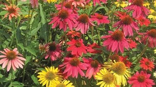 Growing ConeFlowers