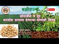 सोयाबीन व तूर भरघोस उत्पन्न देणारे वाण