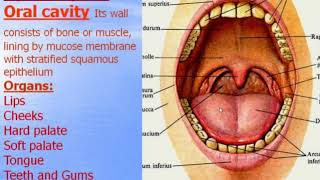 Digestive system - 1. Oral cavity. Video-lecture by Zimatkin (21)