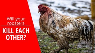 Can roosters live together in the same flock with hens?