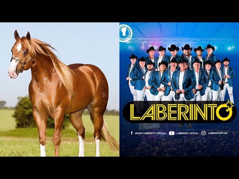 Vídeo: Quines són les races de cavalls més descarades?