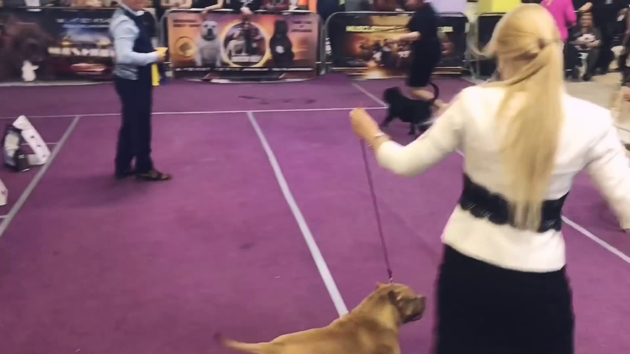 Mar Nero Amore Mio • Puma • американский булли