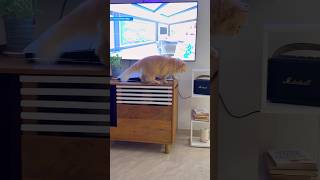 Plowy’s calculations #catreaction #funnycatvideos #funnycat