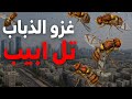 الذباب المصري يغزو تل أبيب خسائر كبيره وغضب شعبي ومحاولة السيطرة علي الوضع الذباب المصري يغزو تل أبيب خسائر كبيره وغضب شعبي ومحاولة السيطرة علي الوضع