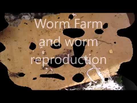 Worm Farm reproduction and feeding