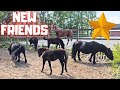 Rising Star⭐ has new friends | Treat mud fever | I taste Reintje&#39;s milk | Friesian Horses
