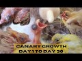 BABY CANARY FROM DAY 1 TO DAY 30 | BABY CANARY GROWTH