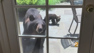 Bears Getting Too Curious In New Jersey Town