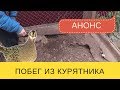 Побег из курятника!!! // Анонс // Нескучная жизнь в деревне