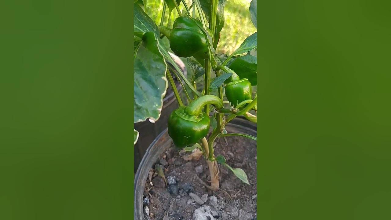 BELL PEPPERS FRUITING shorts YouTube