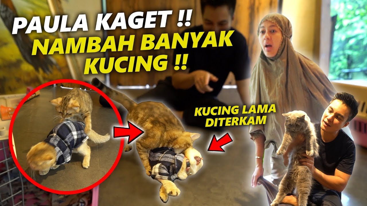 PAULA MARAH !! KUCING KESAYANGAN DIA, SI GOLDIE DIGIGIT SAMA KUCING BARU !!